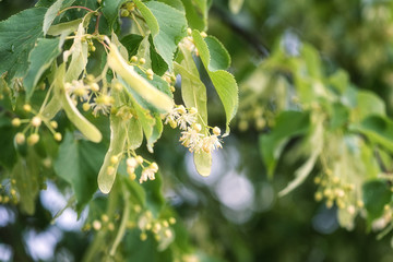 Fototapeta premium Linden blossom, tender white flowers and fresh green leaves after rain, natural outdoor background