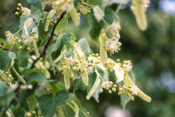 Linden blossom, tender white flowers and fresh green leaves after rain, natural outdoor background