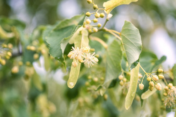 Linden blossom, tender white flowers and fresh green leaves after rain, natural outdoor background
