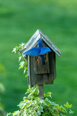 Bluebird at bird house