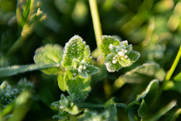 Frost on plant