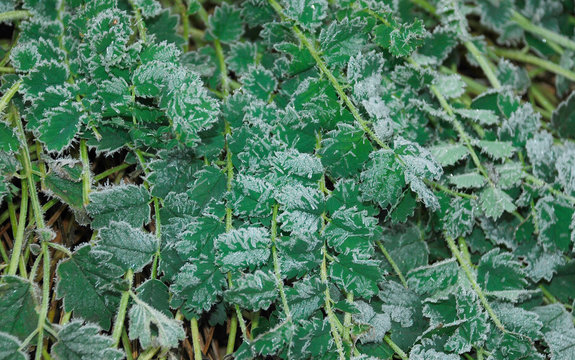 Summer Savory (Santoreggia) leaves growing in a field are frosted after heavy overnight frosts
