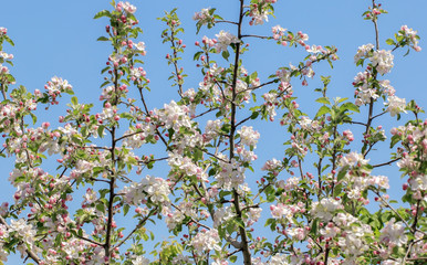 Branches of flowering apples with many buds  against a light blue sky