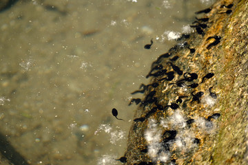 Tadpoles in the natural environment.