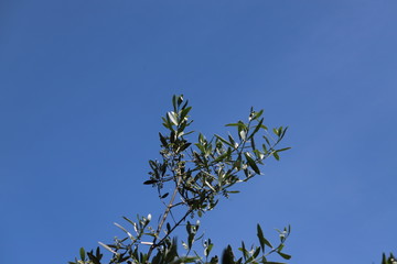 paysage au printemps olivier en fleurs