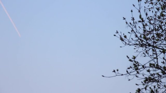 Silhouettes of leafless tree branches with buds on a clear blue sky background. A plane fly afar and leaves a white trail in the sky.