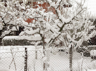 Orchard next to the wire fence with apple trees in winter with snow