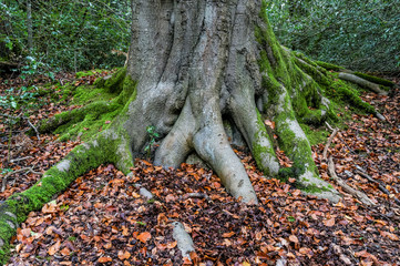 Roots of old beech tree covered with green moss