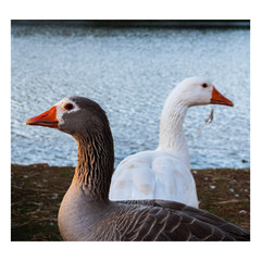 Gansos de Ourinhos-SP, lago que esta em fase de revitalização.