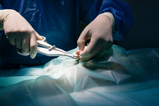 Close-up of veterinarian in a surgery