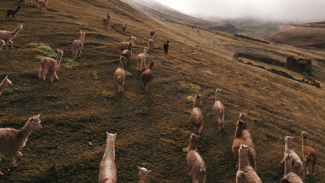 Lamas in the middle of the Peruvian Andes