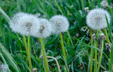Airy, fluffy dandelions in a green meadow.