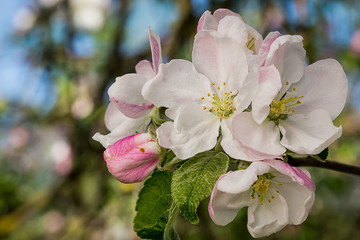 Apple flower in a spring garden