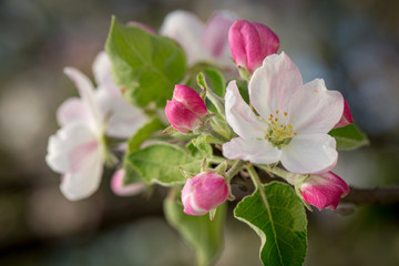 Apple flower in a spring garden