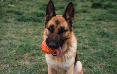 German shepherd with a ball. A dog plays with a ball in nature.