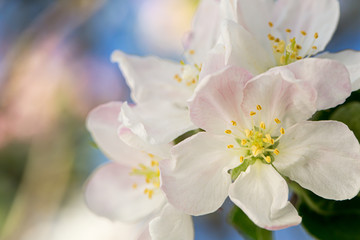 Obraz premium Apple flower in a spring garden