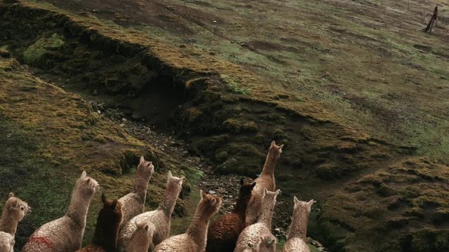 Lamas in the middle of the Peruvian Andes