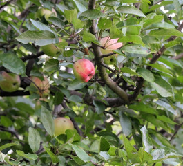 Little red apple hanging on the  branch