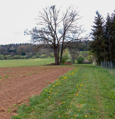Einzelner Baum am Waldrand
