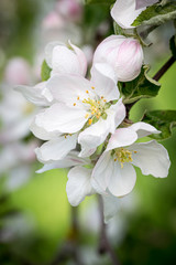 Obraz premium Apple flower in a spring garden