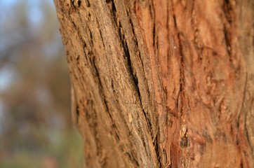 tree bark texture