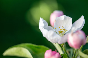Apple flower in a spring garden
