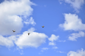 Ducks in the sky