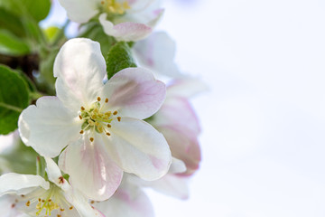 Apple flower in a spring garden