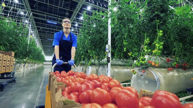 Hothouse worker is transporting boxes with ripe tomatoes