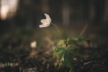 snowdrop flowers in the forest