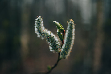 caterpillar on a branch