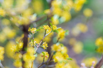 Spring blossom background