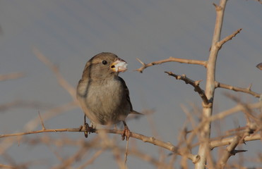 a bird at lunch