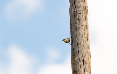 Sitta europaea