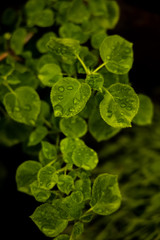 Fototapeta na wymiar Green leafs after rain