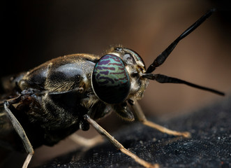 Soldier fly close up, macrophotography, diffocused background.