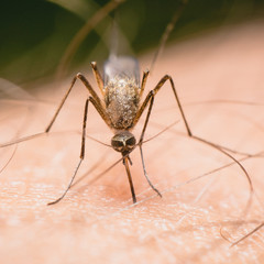Feeding mosquito with human blood