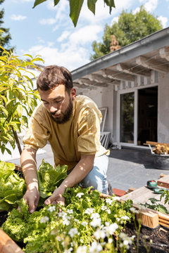 Young man growing vegetables on his rooftop terrace