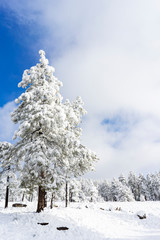 Lots of Snow on trees in winter, Arizona United States