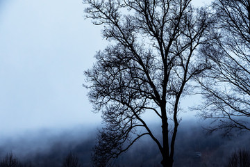 Mood Shadows of Silhouetted Trees in the Dark Misty Forest