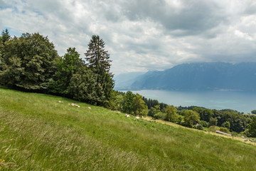 A Path Surrounded by dense green forest in Mont Pelerin, Switzerland. well-fed Swiss cows graze in green meadows. Mont Pelerin is a mountain of the Swiss Plateau, overlooking Lake Geneva