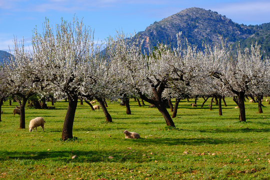 Spain, Balearic Islands, Bunyola, Flock of sheep grazing in almond orchard of Serra de Tramuntana
