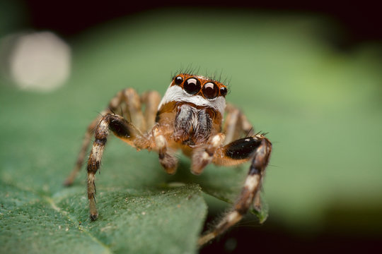 Super macro image of jumping spider  over a green leaf. diffocused background.