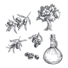 Vector vintage olive set isolated on white. Hand drawn illustrations of tree, branches with leaves and black fruits and bottle of oil in engraving style. Sketch with plants and pitcher - 346967501