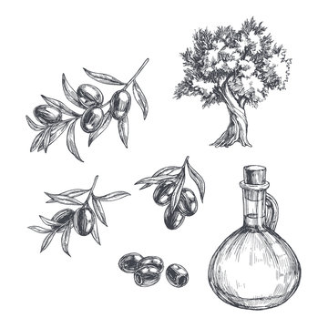 Vector vintage olive set isolated on white. Hand drawn illustrations of tree, branches with leaves and black fruits and bottle of oil in engraving style. Sketch with plants and pitcher