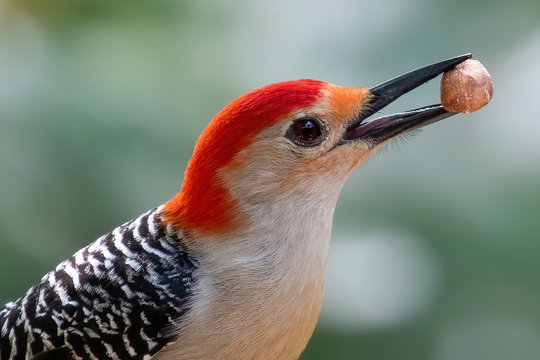 Red Bellied Woodpecker eating a peanut.