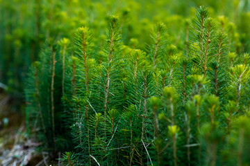 spruce plantation with blurry background