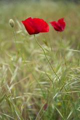 Obraz premium exploration of spring nature after covid19