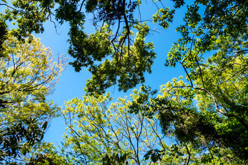 青空と木々　新緑の森　背景画像
