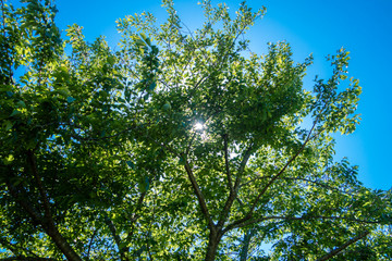 照りつける太陽の光　日光　木漏れ日